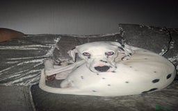 Dalmatian dogs for sale: Beautiful female Dalmatian  - Image 7