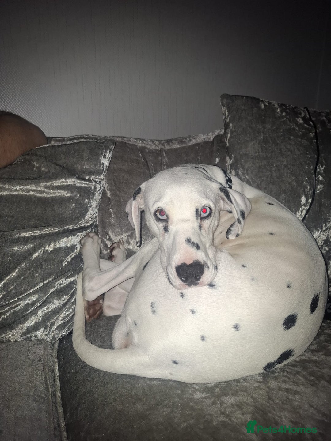 Dalmatian dogs for sale: Beautiful female Dalmatian  - Image 7