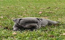 Staffordshire Bull Terrier dogs for sale: Pure English blue Staffy M/F s - Advert 9