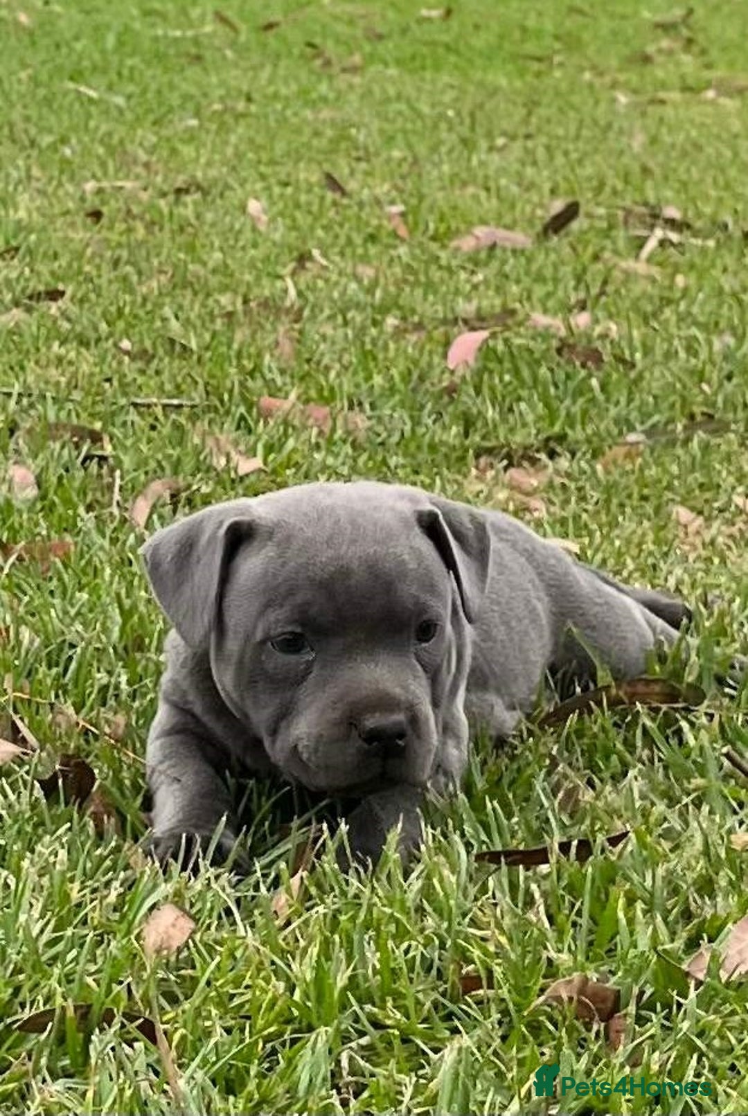 Staffordshire Bull Terrier dogs for sale: Pure English blue Staffy M/F s - Advert 9