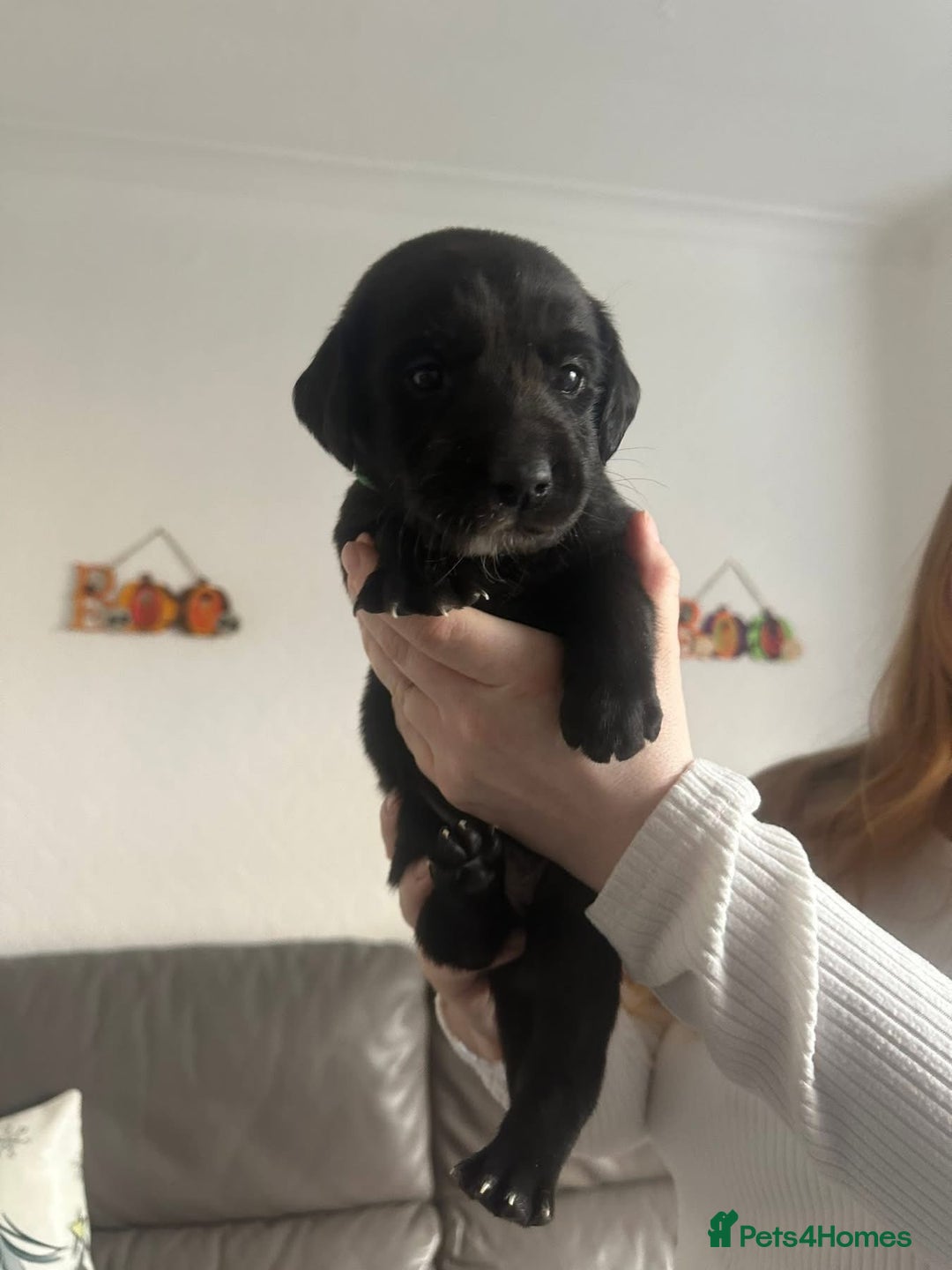 Springador dogs for sale: Labrador puppies - Advert 34