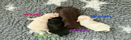 Miniature Schnauzer dogs for sale: 1 CHOC GIRL - KC TOY/MINI SCHNAUZER MAC/BVA CLEAR - Advert 9