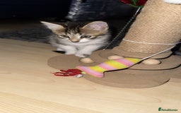 Domestic Shorthair cats for sale: 🐾Gorgeous Tabby & Sleek Black Kitten Duo🐾 - Image 3