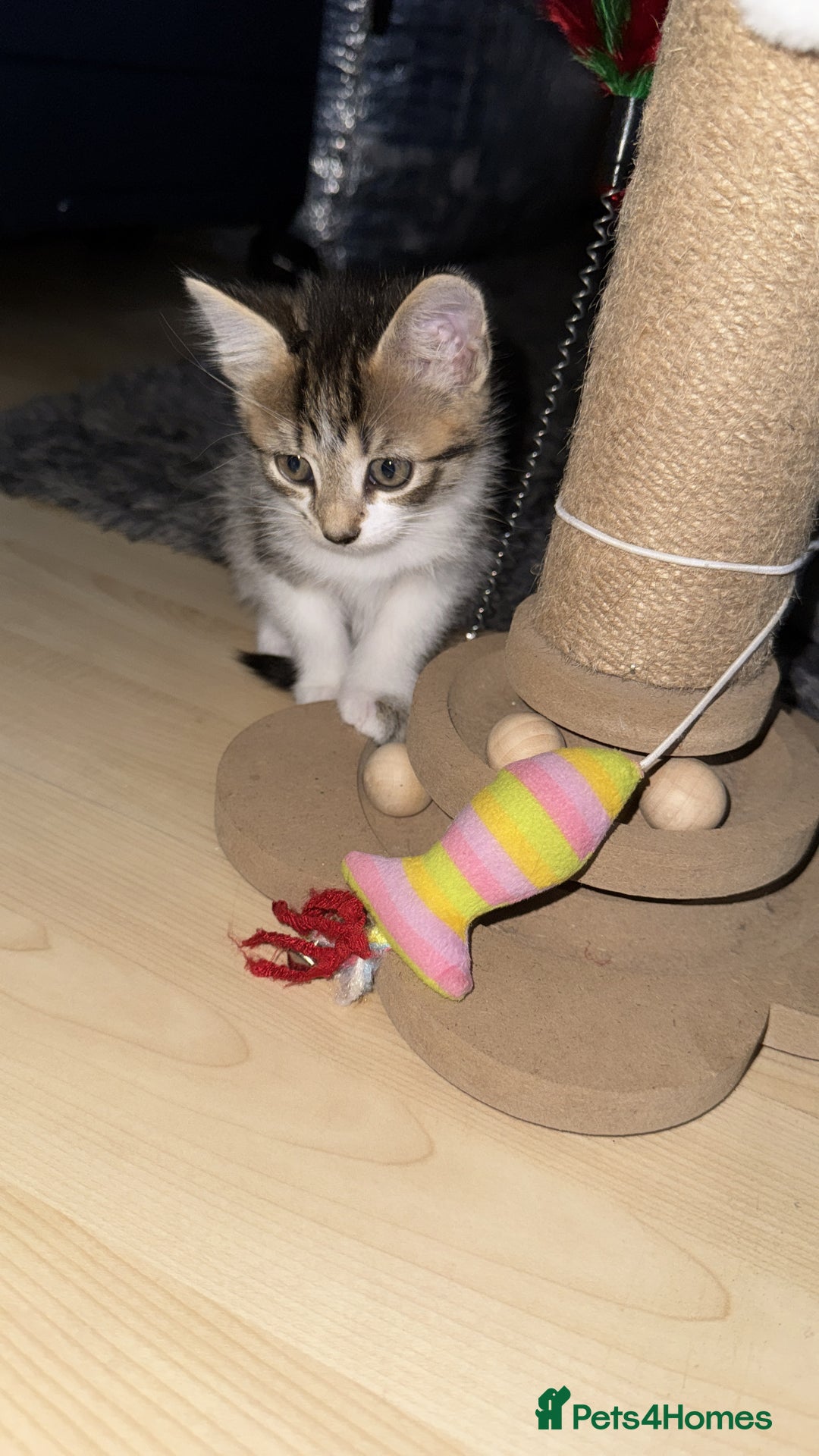 Domestic Shorthair cats for sale: 🐾Gorgeous Tabby & Sleek Black Kitten Duo🐾 - Image 3
