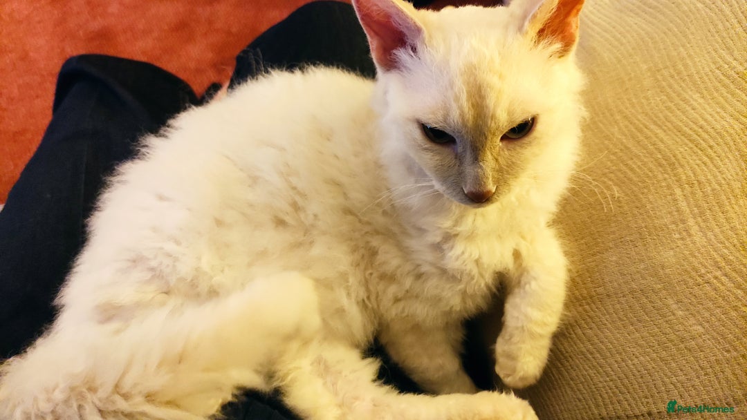 LaPerm cats for sale: Adorable teddy bear curly LaPerm GCCF reg - Advert 11