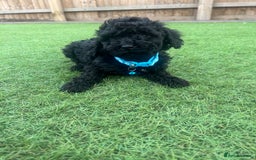 Cockapoo dogs for sale: F1B COCKERPOOS LOOKING FOR THERE FORVER HOME ❤️ - Image 5