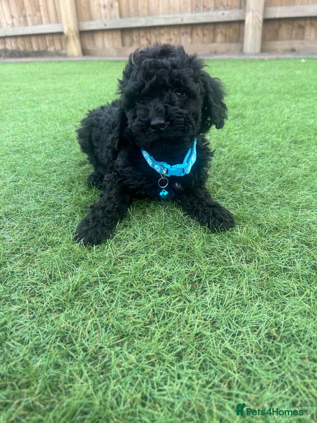 Cockapoo dogs for sale: F1B COCKERPOOS LOOKING FOR THERE FORVER HOME ❤️ - Image 5