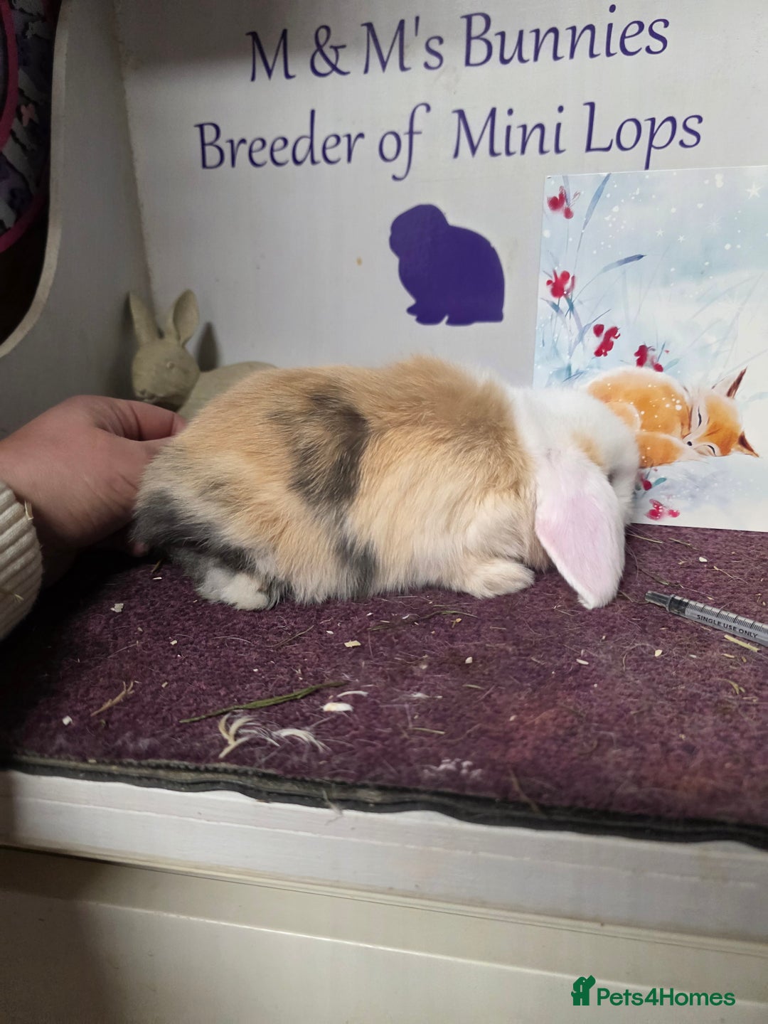 Mini Lop rabbits for sale: 3 Mini Lop boys  - Advert 3