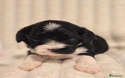 Cavapoo dogs for sale: Adorable Cavapoo Pups fully health tested parents - Image 3