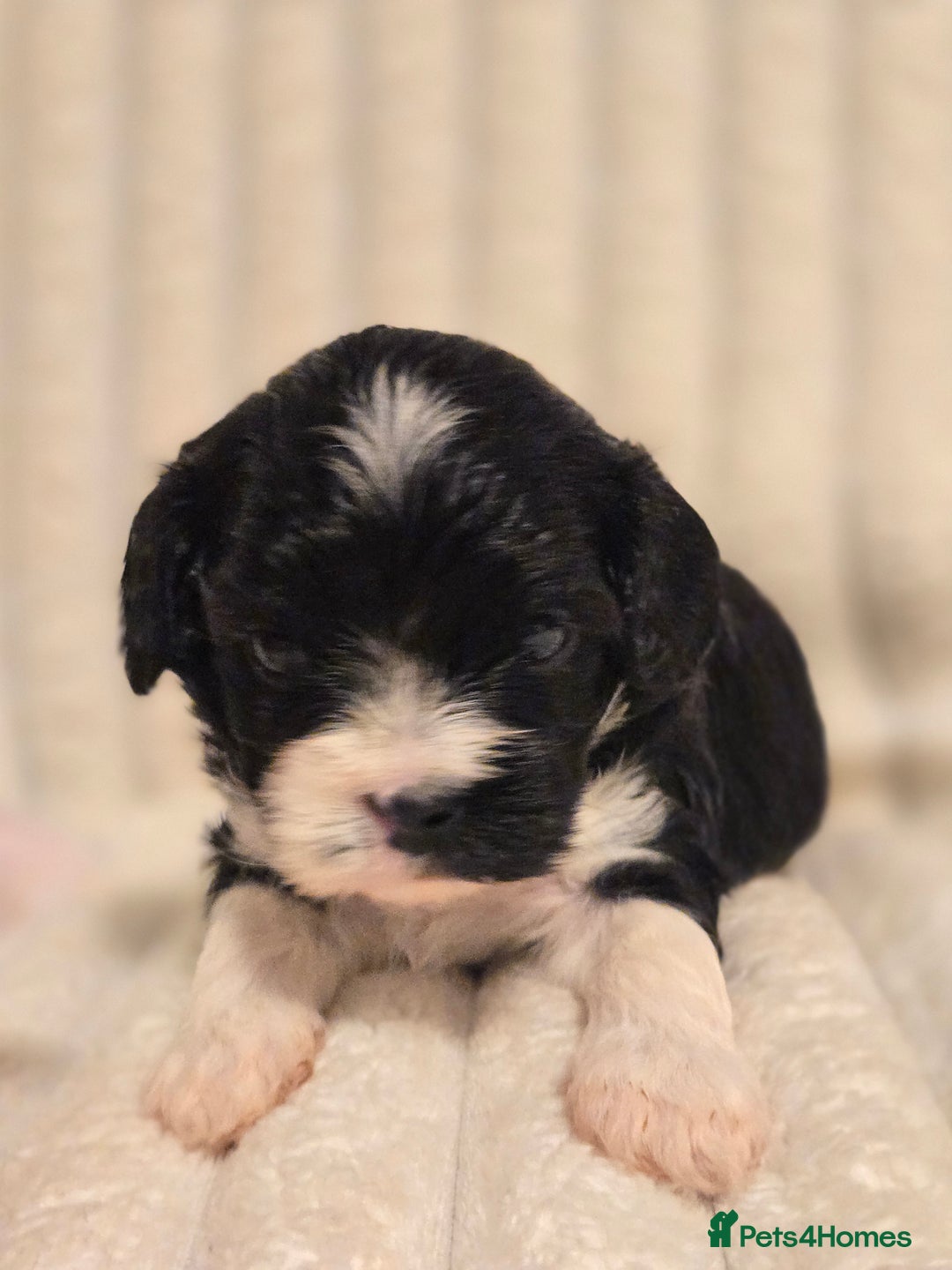 Cavapoo dogs for sale: Adorable Cavapoo Pups fully health tested parents - Image 3