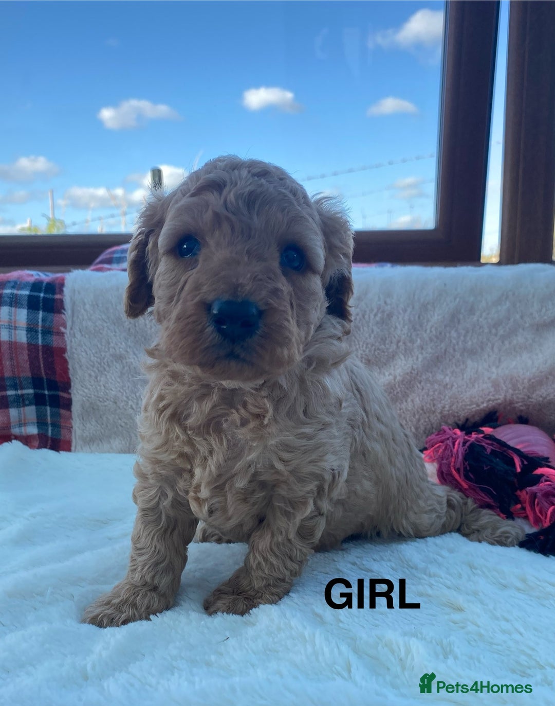 Cavapoo dogs for sale: F1B Cavapoo Puppies - Image 8