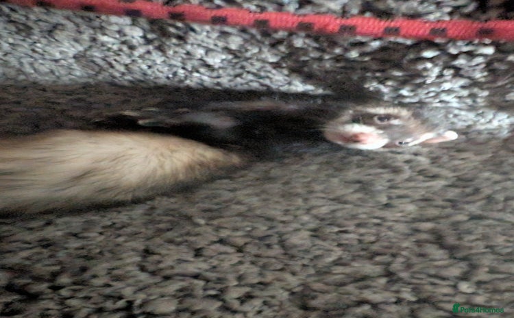 Ferret rodents - Advert 1