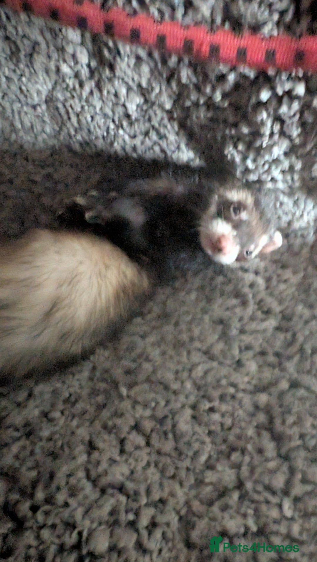 Ferret rodents for sale: 2 female ferrets with cage etc - Image 1
