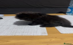 British Shorthair cats for sale: Mother british shorthair  - Image 2