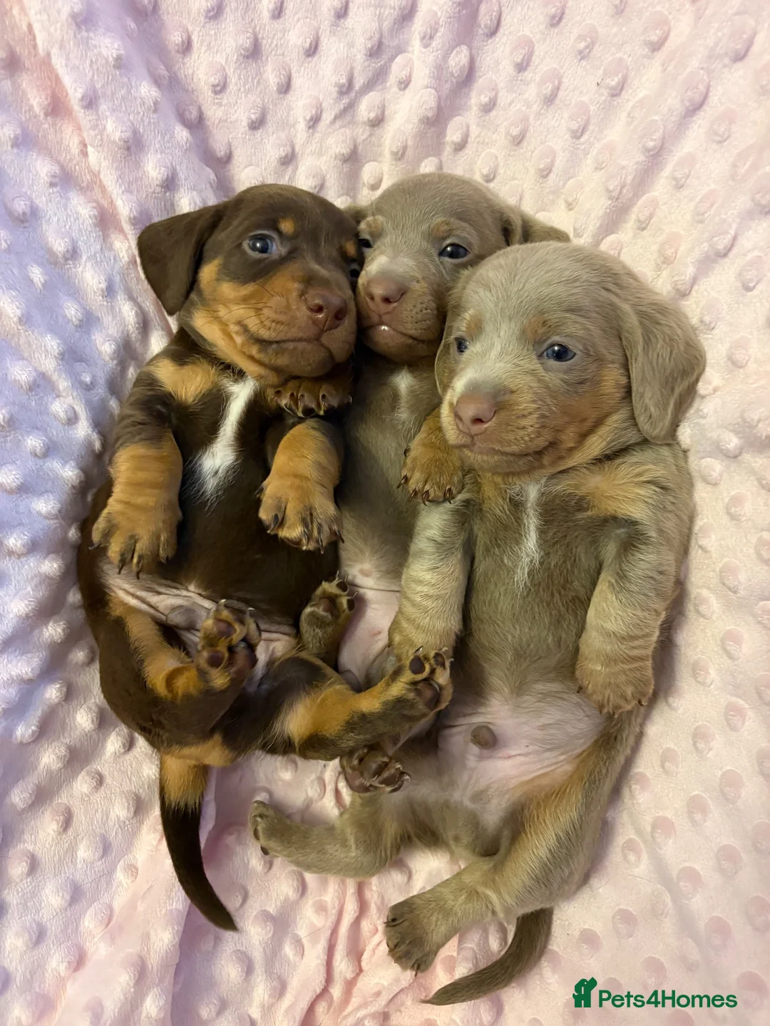 Chiweenie dogs for sale: 3 chiwennie for sale  - Advert 1