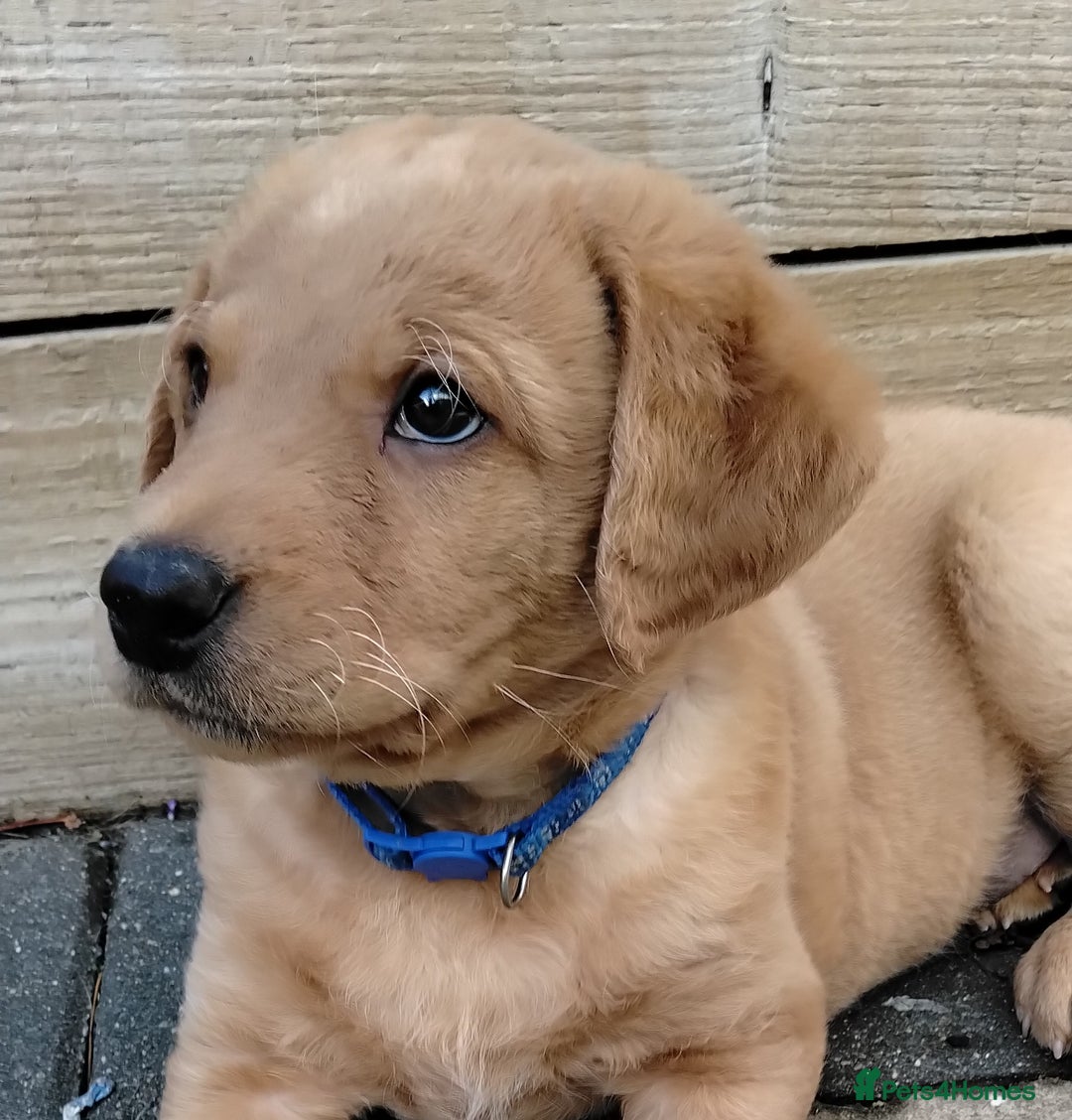 Labrador Retriever dogs for sale: Ready to leave 23rd Nov - Advert 1