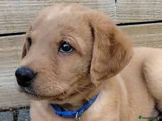 Labrador Retriever dogs for sale: Ready to leave 23rd Nov - Advert 1