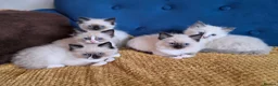 Ragdoll cats for sale: Registered Ragdoll Kittens  - Advert 15