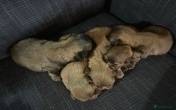 Shih Tzu dogs for sale: Beautiful litter or imperial Shih Tzu puppies  - Advert 11