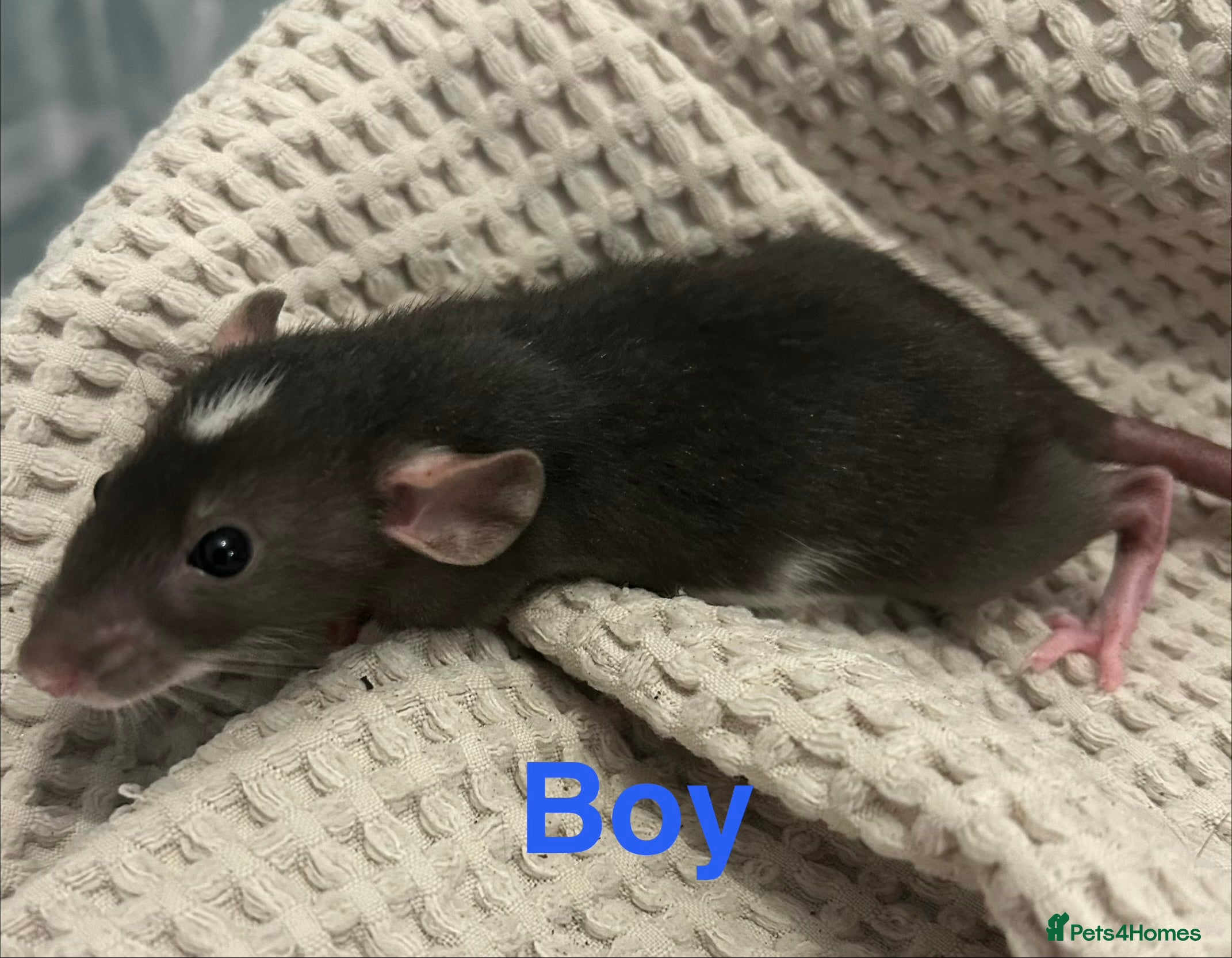 Rat rodents Baby dumbo rats for sale  - Advert 4