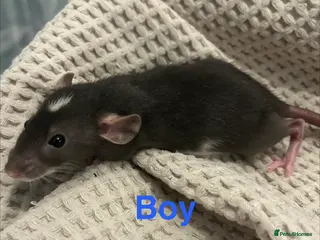 Rat rodents Baby dumbo rats for sale - Advert 4