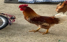 Chickens poultry for sale: Magnificent Young Rhode Island Red Rooster - Advert 2