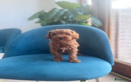 Cavapoo dogs for sale: Fox red toy F1B cavapoos  - Image 6