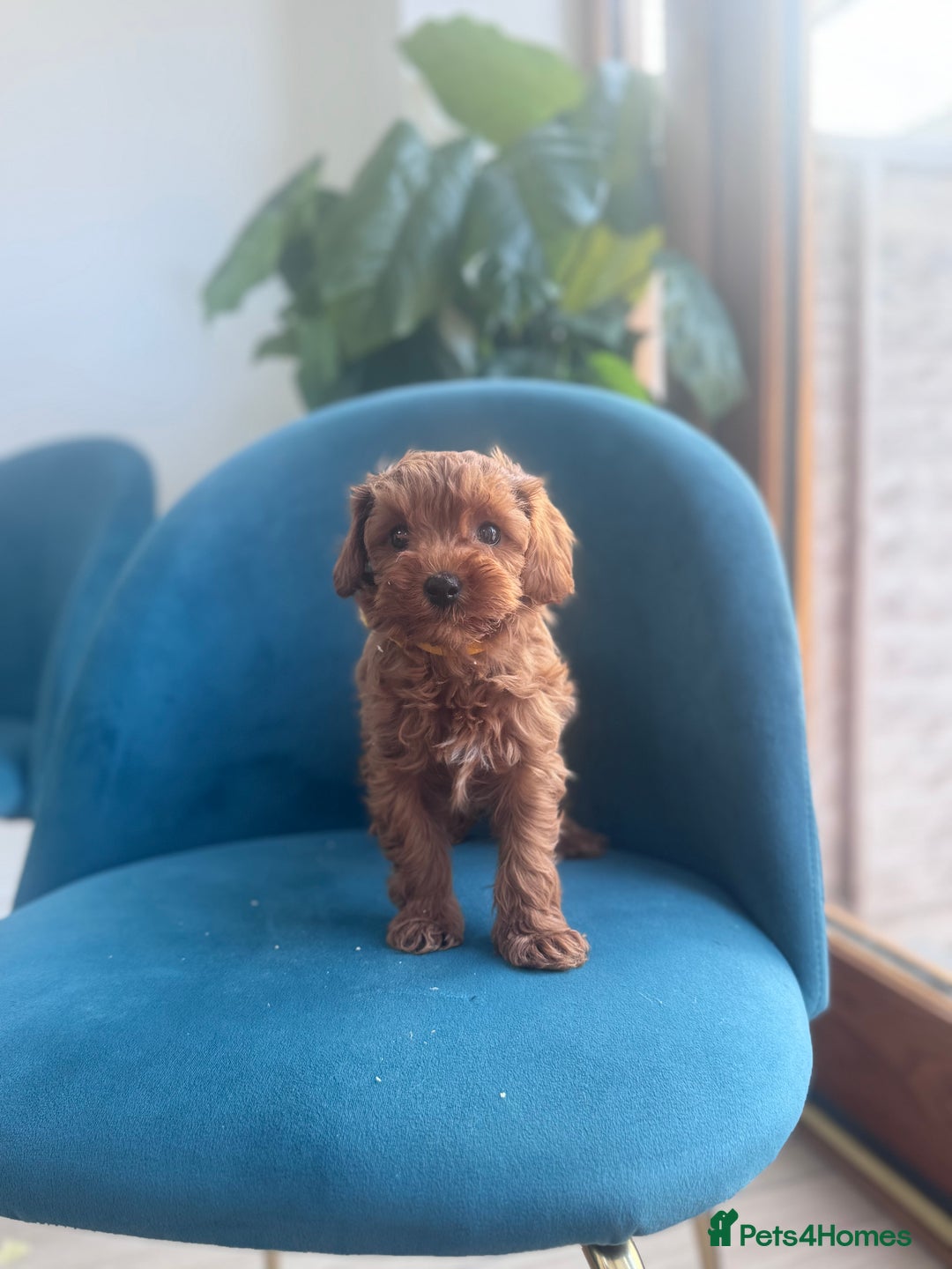 Cavapoo dogs for sale: Fox red toy F1B cavapoos  - Image 6
