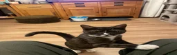Mixed Breed cats for sale: Short haired Male cat  - Advert 7
