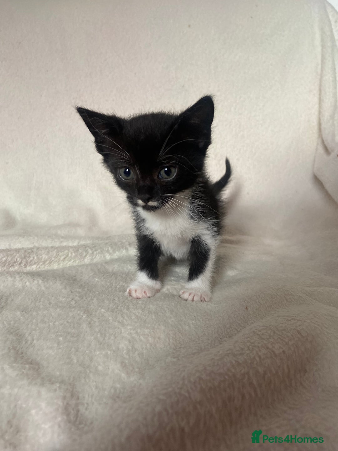 Mixed Breed cats for sale: Mixed Litter of 6 Kittens Different Personalities - Image 12