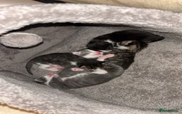 Mixed Breed cats for sale: 5 gorgeous kittens - Image 5