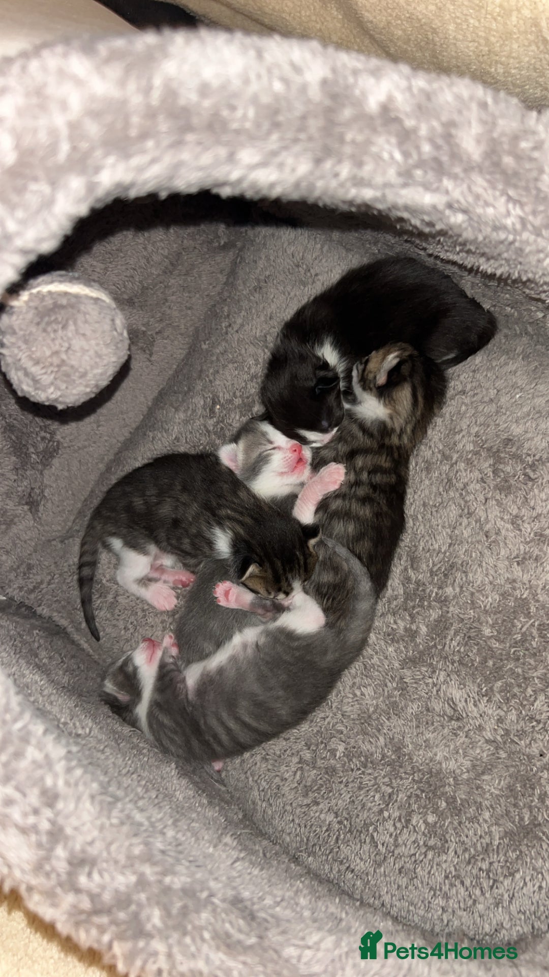 Mixed Breed cats for sale: 5 gorgeous kittens - Image 5