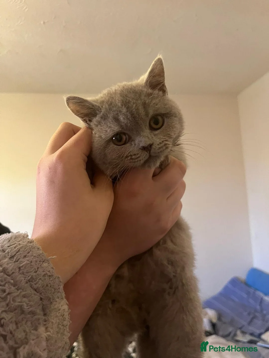 British Shorthair cats for sale: BRITISH SHORTHAIR LILAC BOY 🩵🐾 - Advert 2