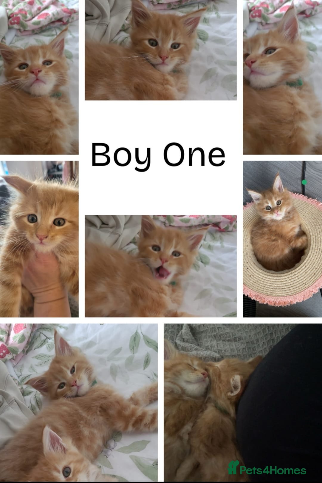 Maine Coon cats for sale: Ginger Maine Coon Kittens  - Advert 1