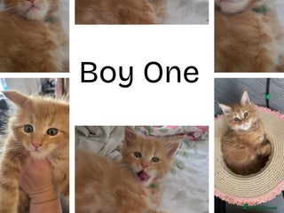 Maine Coon cats Ginger Maine Coon Kittens - Advert 3