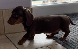 Miniature Dachshund dogs for sale: Beautiful miniature dachshunds ready now 🩷 - Image 8