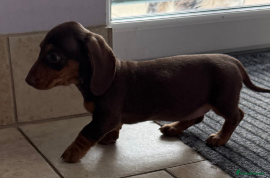 Miniature Dachshund dogs for sale: Beautiful miniature dachshunds ready now 🩷 - Image 8