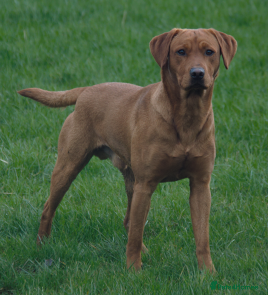 Labrador Retriever dogs for stud: Dark Red Fox Labrador Stud Dog in Ellesmere - Image 4
