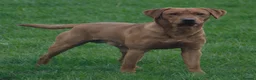 Labrador Retriever dogs for stud: Dark Red Fox Labrador Stud Dog in Ellesmere - Advert 4