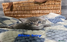 Mixed Breed cats for sale: Beautiful kittens  - Image 15