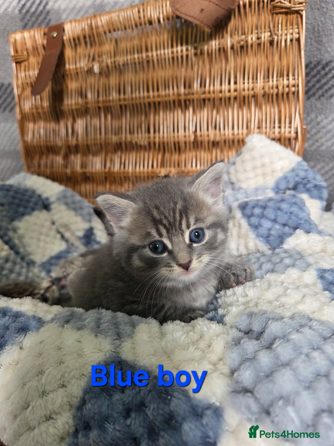 Mixed Breed cats for sale: Beautiful kittens  - Image 15