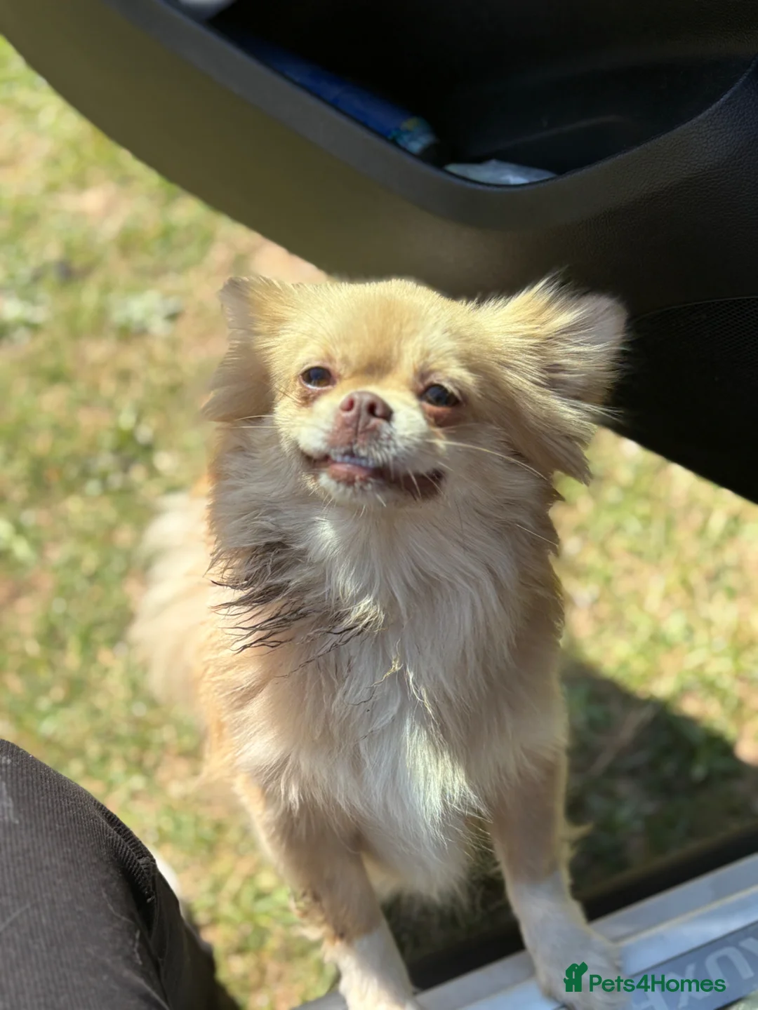 Pomeranian dogs for sale: LAST POMERANIAN GIRL🎀 - Advert 2