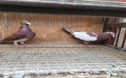 Pigeons birds for sale: Meuleman racing pigeons (breeding pair) - Advert 1