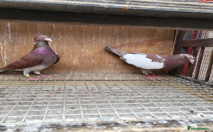 Pigeons birds Meuleman racing pigeons (breeding pair) - Advert 1
