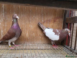 Pigeons birds Meuleman racing pigeons (breeding pair) - Advert 1