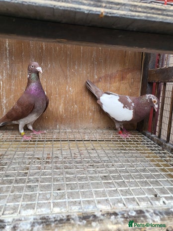 Pigeons birds Meuleman racing pigeons (breeding pair) - Advert 1