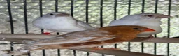 Mixed Breed birds for sale: Zebra Finches  - Advert 4