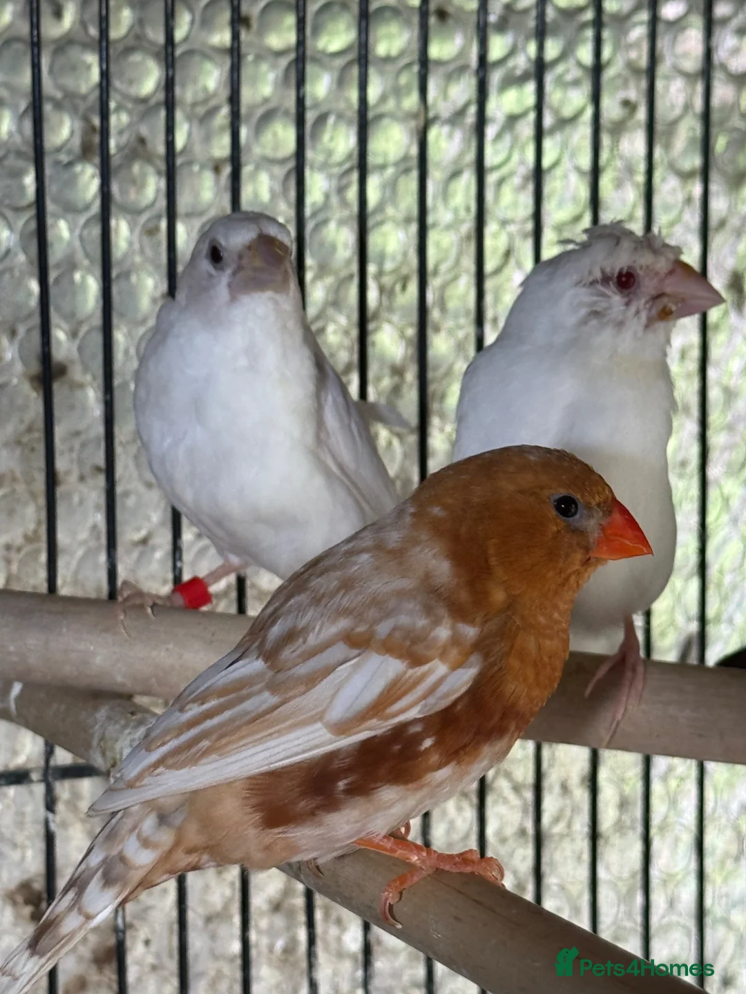 Mixed Breed birds for sale: Zebra Finches  - Advert 4