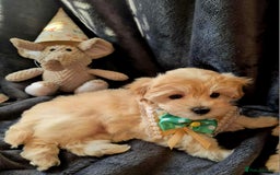 Maltipoo dogs for sale: F1 gorgeous maltipoo puppies - Image 6