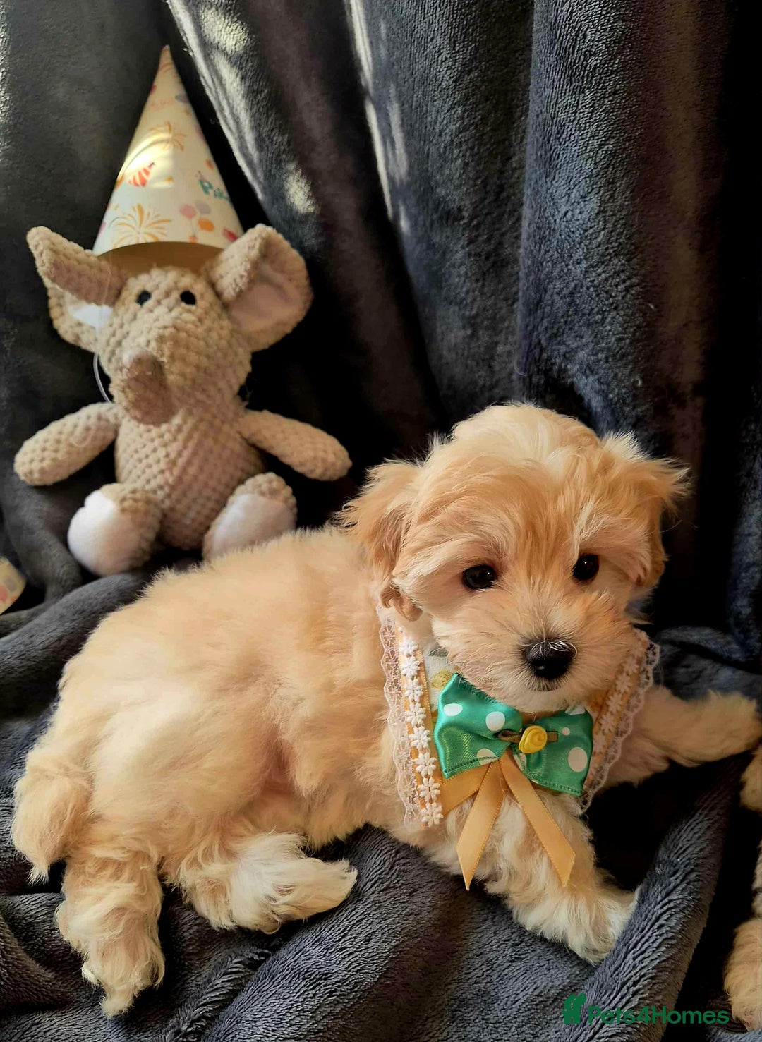 Maltipoo dogs for sale: F1 gorgeous maltipoo puppies - Image 6